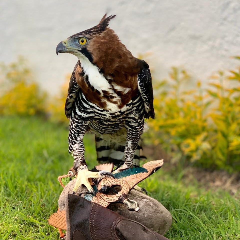 Duck Engraving®️ Double view