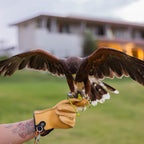 AO Rodeo falconry glove handcrafted in elk or deerskin leather