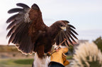 AO Rodeo falconry glove handcrafted in elk or deerskin leather