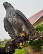 AO Rodeo falconry glove handcrafted in elk or deerskin leather