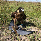 AO double-view pigeon engraved leather falconry lure