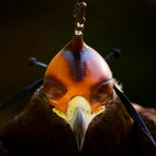 AO Khan falconry hood handcrafted for eagles