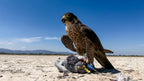 AO permanent kangaroo leather falconry anklets