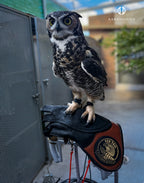 AO RT heavy-duty falconry glove for game hawking
