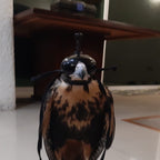 AO Anglo-Indian Classic one-piece falconry hood with adjustable closure