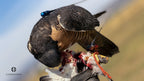 AO permanent kangaroo leather falconry anklets
