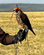 AO Rodeo falconry glove handcrafted in elk or deerskin leather
