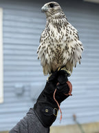 AO Line suede falconry glove handcrafted in elk and deerskin leather