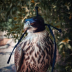 AO Anglo-Indian Classic one-piece falconry hood with adjustable closure