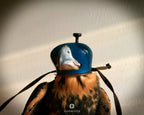 AO Anglo-Indian Classic one-piece falconry hood with adjustable closure