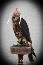 AO Anglo-Indian Classic one-piece falconry hood with adjustable closure