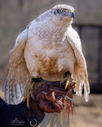 AO Rodeo falconry glove handcrafted in elk or deerskin leather