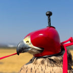 AO Anglo-Indian Classic one-piece falconry hood with adjustable closure