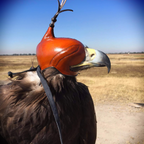 AO Khan falconry hood handcrafted for eagles