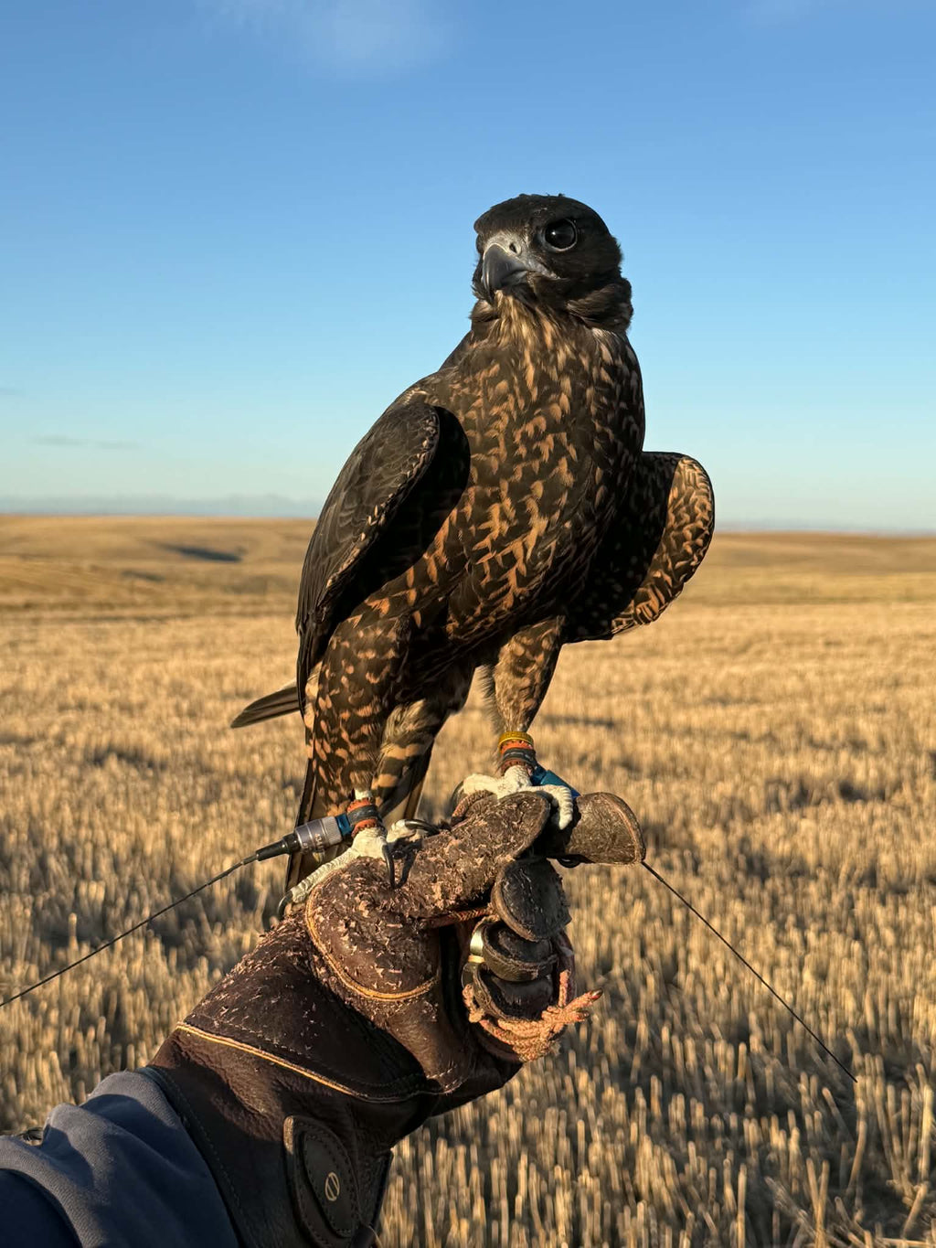 Permanent Marshall EZ-Twist falconry anklets, close-up view