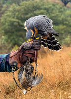 AO Rodeo falconry glove handcrafted in elk or deerskin leather