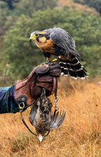 AO Rodeo falconry glove handcrafted in elk or deerskin leather