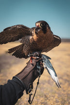 AO Rodeo falconry glove handcrafted in elk or deerskin leather