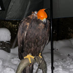 AO Khan falconry hood handcrafted for eagles
