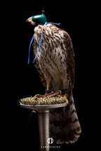 AO Anglo-Indian Classic one-piece falconry hood with adjustable closure