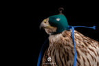AO Anglo-Indian Classic one-piece falconry hood with adjustable closure