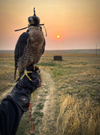 AO Line suede falconry glove handcrafted in elk and deerskin leather