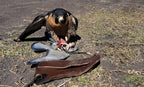 AO double-view pigeon engraved leather falconry lure