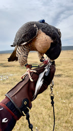 AO Rodeo falconry glove handcrafted in elk or deerskin leather