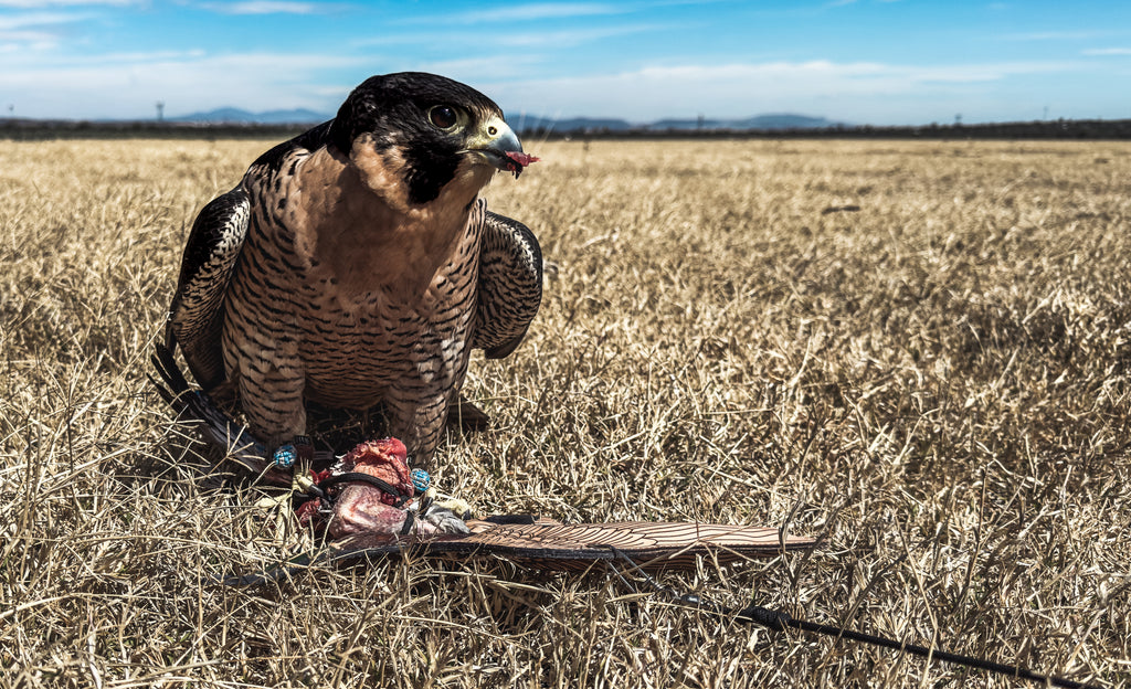 Duck Engraving®️ Double view