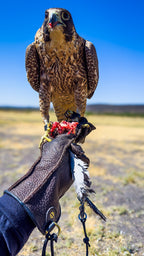 AO Rodeo falconry glove handcrafted in elk or deerskin leather