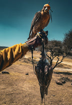 AO Rodeo falconry glove handcrafted in elk or deerskin leather