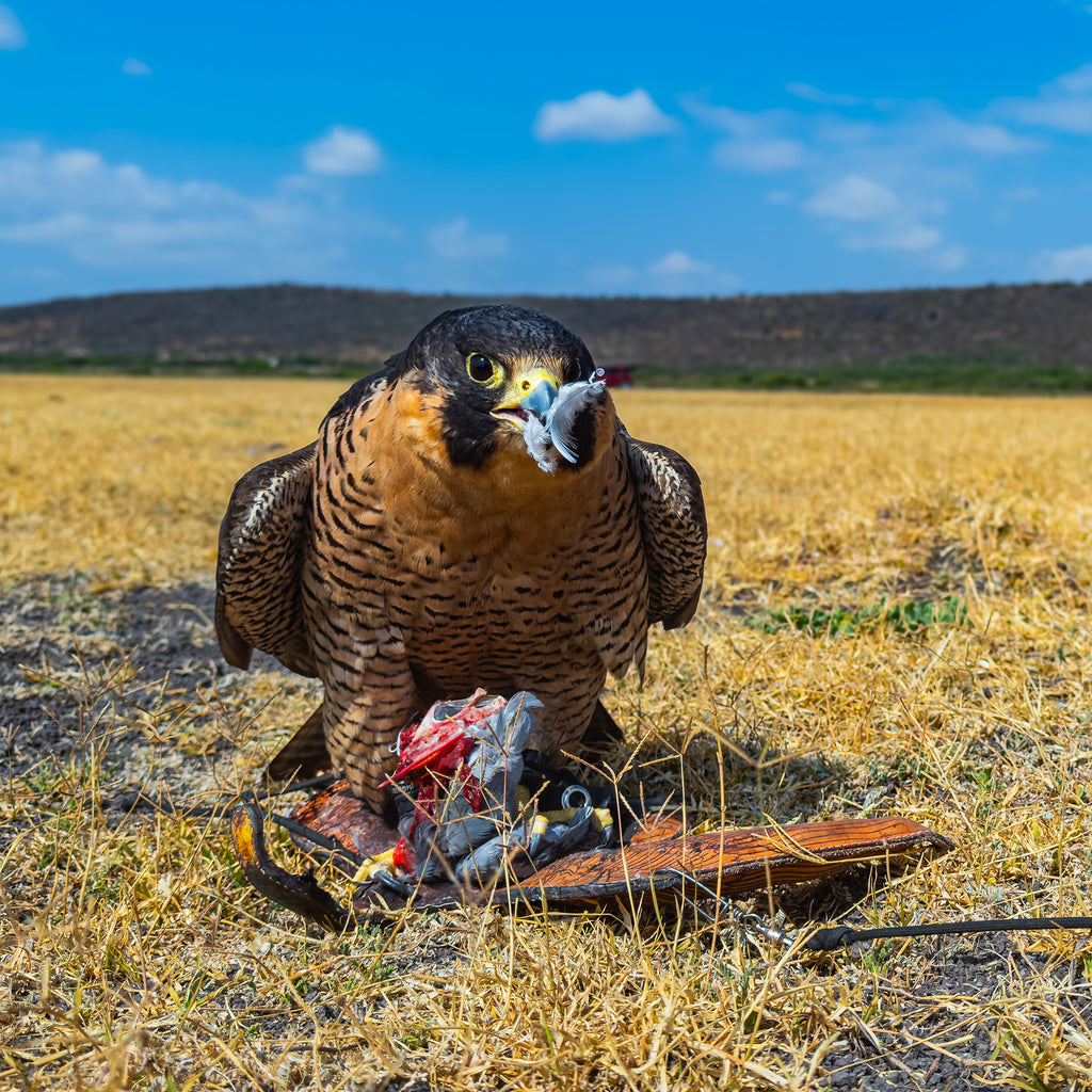 Duck Engraving®️ Double view