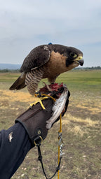 AO Rodeo falconry glove handcrafted in elk or deerskin leather