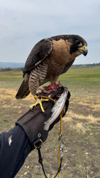 AO Rodeo falconry glove handcrafted in elk or deerskin leather