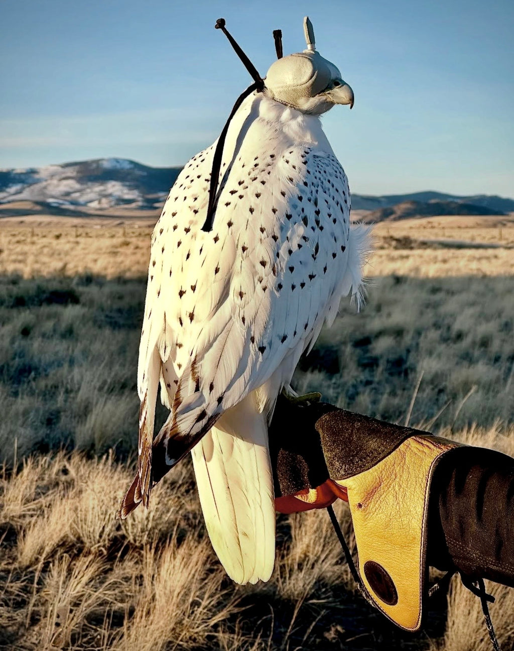 Line Falconry Glove® – Double Full Grain Layer