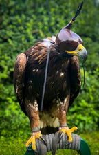 AO Khan falconry hood handcrafted for eagles