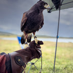 AO Line suede falconry glove handcrafted in elk and deerskin leather