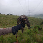 AO Line suede falconry glove handcrafted in elk and deerskin leather