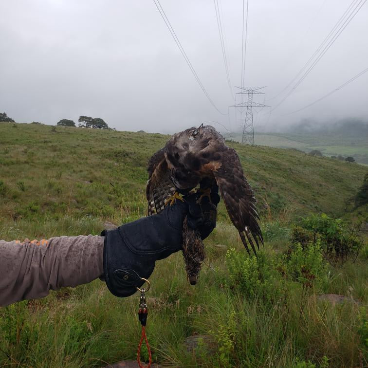 Line Falconry Glove®️