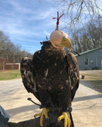 AO Khan falconry hood handcrafted for eagles