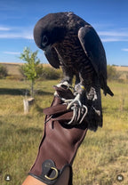 AO Rodeo falconry glove handcrafted in elk or deerskin leather