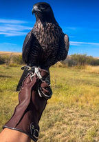 AO Rodeo falconry glove handcrafted in elk or deerskin leather