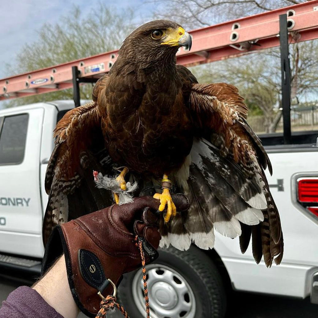 Line Falconry Glove®️