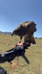 AO Rodeo falconry glove handcrafted in elk or deerskin leather