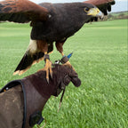 AO Line suede falconry glove handcrafted in elk and deerskin leather