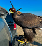 AO Khan falconry hood handcrafted for eagles