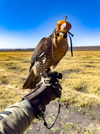 AO Rodeo falconry glove handcrafted in elk or deerskin leather