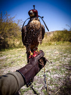 AO Rodeo falconry glove handcrafted in elk or deerskin leather