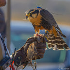 AO Rodeo falconry glove handcrafted in elk or deerskin leather