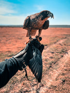 AO Rodeo falconry glove handcrafted in elk or deerskin leather